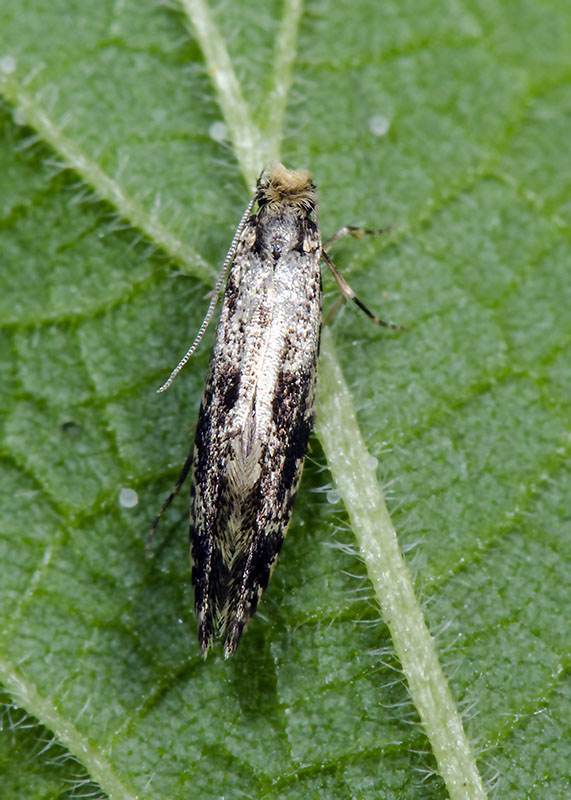 Microeterocero - Nemapogon cfr. granella, Tineidae